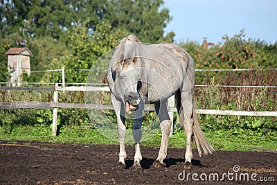 Funny gray horse making face Stock Photo