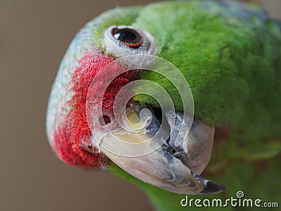 Funny green parrot Amazon. Portrait close up. Stock Photo