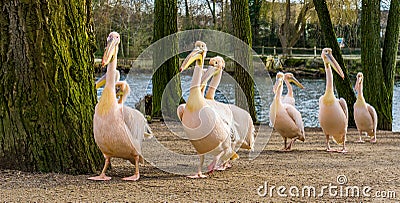 Funny group of rosy pelicans following all the same pelican, follow the leader concept, bird family portrait Stock Photo