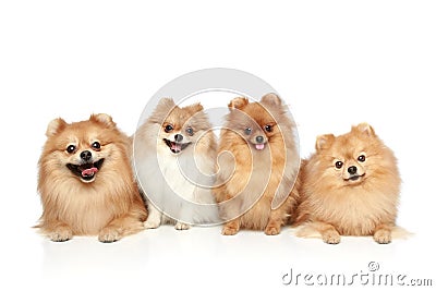 Funny group of Spitz puppies Stock Photo