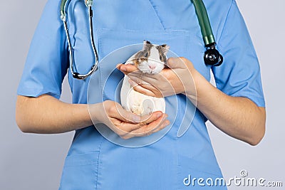 A funny guinea pig in the hands of a veterinarian in a blue uniform with a phonendoscope around her neck. Stock Photo