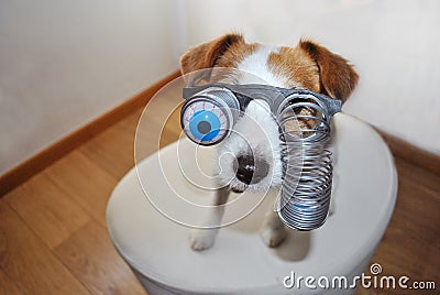 FUNNY HALLOWEEN OR CARNIVAL DOG WEARING A ZOMBIE BLOODSHOT EYES GLASSES Stock Photo