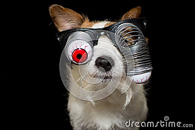 FUNNY HALLOWEEN DOG WEARING A ZOMBIE BLOODSHOT EYES GLASSES. ISO Stock Photo