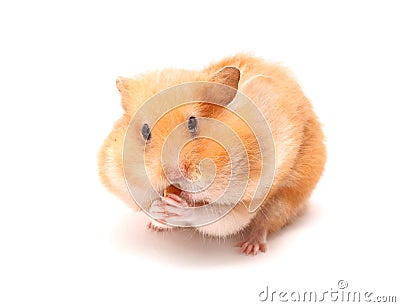 Funny hamster Stock Photo