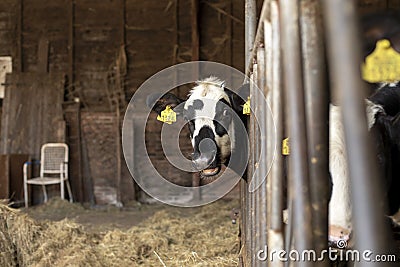 Funny happy black spotted young cow, mouth open, looking through the bars of the stable Editorial Stock Photo