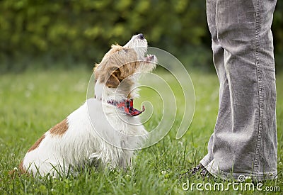 Funny happy pet dog puppy howling, talking to his owner Stock Photo