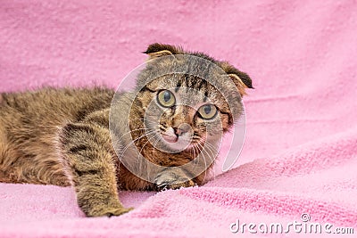 Funny happy tabby cat is playing on pink background Stock Photo
