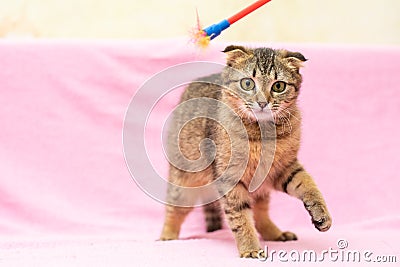 Funny happy tabby cat is playing on pink background Stock Photo