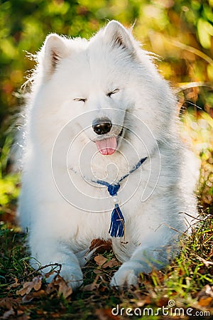 Funny Happy White Samoyed Dog Outdoor in Autumn Forest, Park. Sm Stock Photo