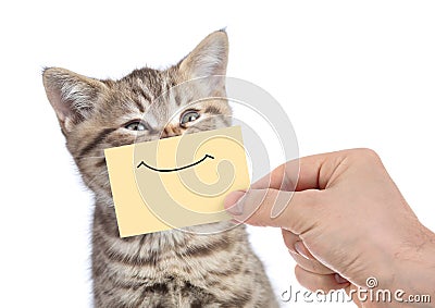 Funny happy young cat portrait with smile on yellow cardboard isolated on white Stock Photo