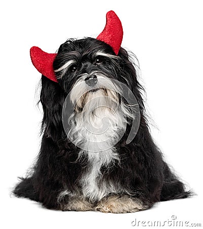 Funny Havanese dog as a little christmas devil with horns Stock Photo