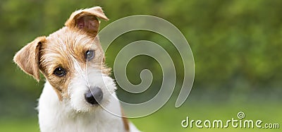 Funny head of a happy cute puppy pet dog - web banner idea Stock Photo
