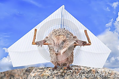 Funny hedgehog learns to fly Stock Photo