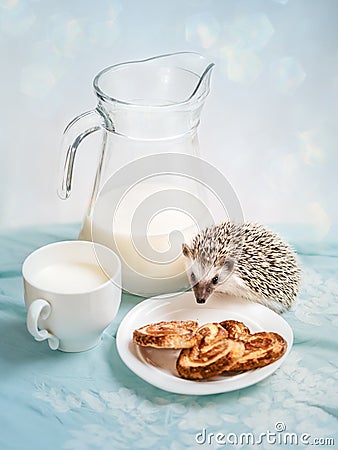 Funny hedgehog near a mug of milk Stock Photo