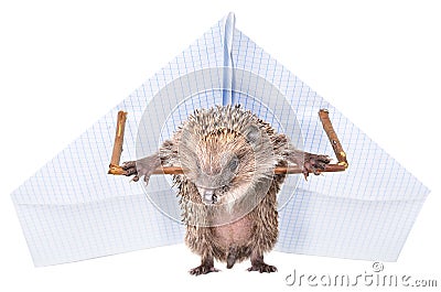 Funny hedgehog standing with a paper paraplane Stock Photo