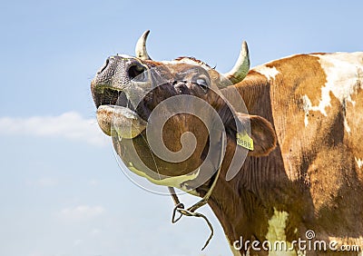 Funny horned cow does moo with stretched neck and her head uplifted Stock Photo