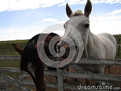 Funny horse laughing Stock Photo