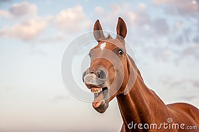 Funny horse Stock Photo