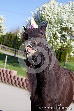 Funny horse with party hat celebrate his birthday Stock Photo