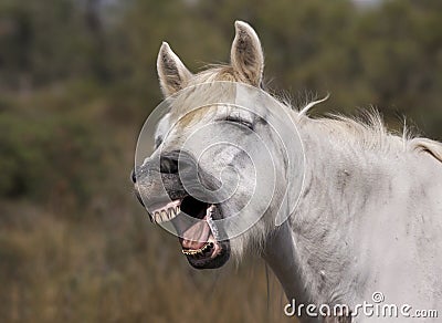 Funny horse portrait Stock Photo
