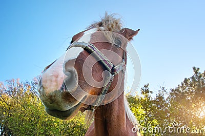 Funny horse portrait. Stock Photo