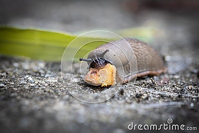 Funny hungry gourmand snail slug eating cep mushroom macro close up Stock Photo