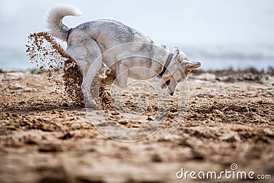 Funny Husky digging Stock Photo