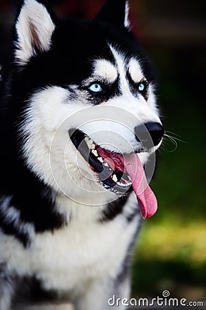 Funny husky dog with his tongue hanging out Stock Photo
