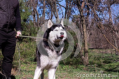 A funny husky dog laughs and shows his tongue, a jolly dog with blue eyes, a satisfied one Malamute runs near the owner on a leash Stock Photo