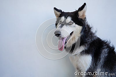 Funny husky dog portarit Stock Photo