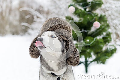 Funny husky dog with the red tongue is in warm hat Stock Photo