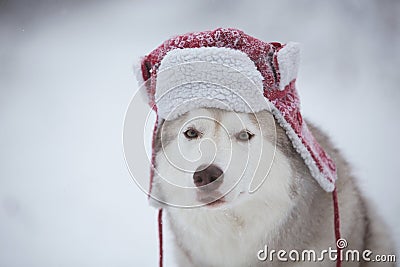 Funny husky dog is in red warm hat. Close-up portrait of cute dog breed siberian husky is on the snow in winter forest Stock Photo