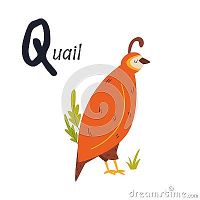 Funny image of a quail and letter Q. Zoo alphabet collection Vector Illustration