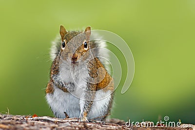 Funny image from wild nature. Gray Squirrel, Sciurus carolinensis, cute animal in the forest ground, Florida, USA. Squirrel sittin Stock Photo