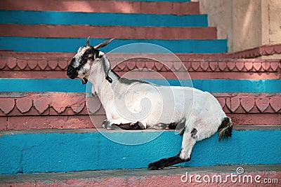 Funny indian goat resting on the steps leading to the holy river Ganges Stock Photo