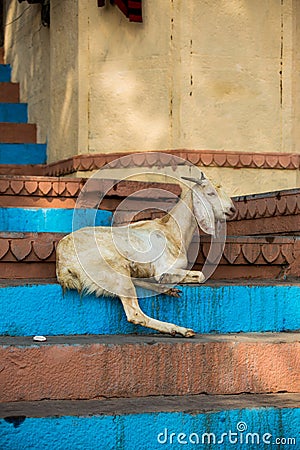 Funny indian goat resting on the steps leading to the holy river Ganges Stock Photo