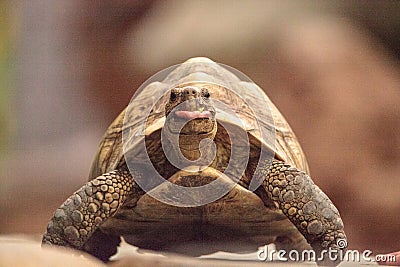 Funny Indian star tortoise Geochelone elegans with its tongue out Stock Photo