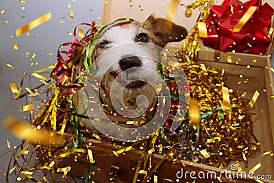 Funny jack russell dog between golden colorful serpentine streamers inside a vintga suitcase celebrating new year, birthday or Stock Photo