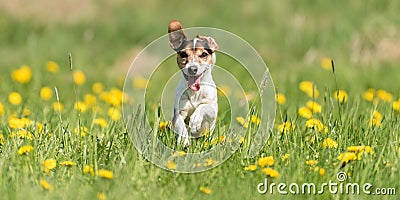 Funny Jack Russell Terrier dog run in a green blooming meadow Stock Photo