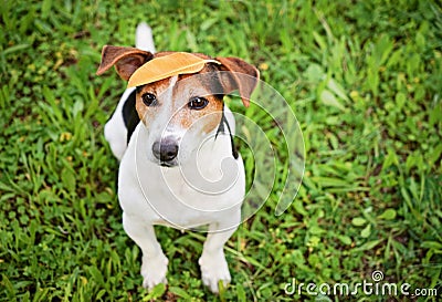 Funny Jack Russell Terrier With Leaf on Head Stock Photo