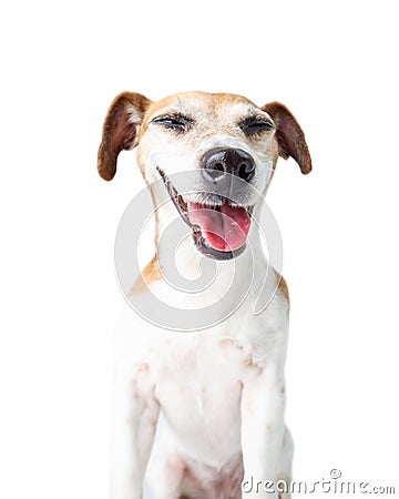 Funny joking dog Stock Photo