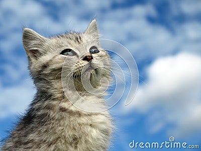 Funny kitten Stock Photo