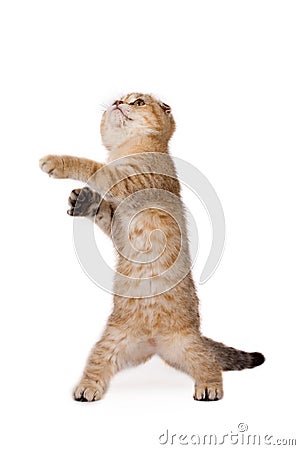 Funny kitten Stock Photo