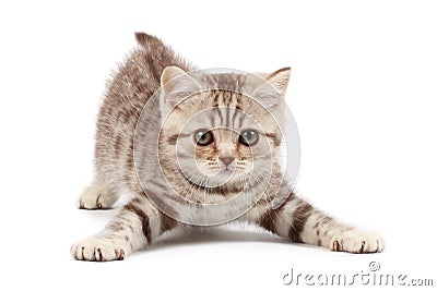 Funny kitten Stock Photo