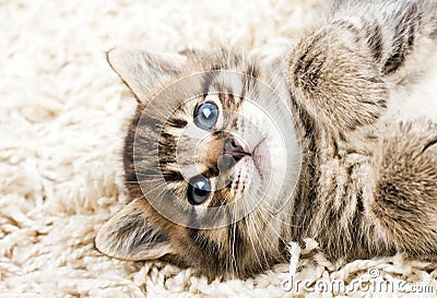 Funny kitten in carpet Stock Photo