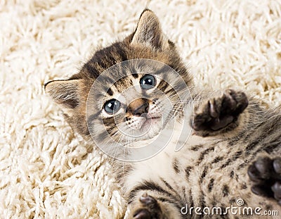 Funny kitten in carpet Stock Photo