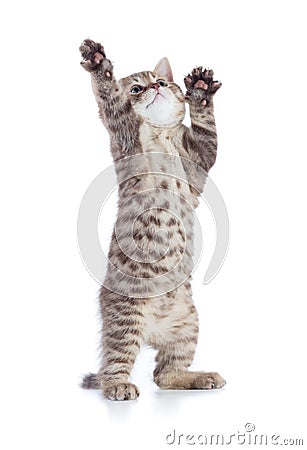 Funny kitten cat standing with raised paws isolated on white Stock Photo