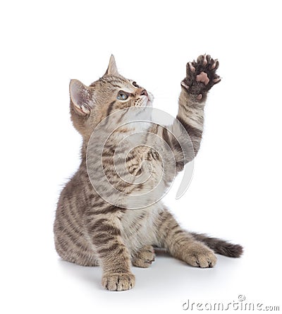 Funny kitten cat trying to catch something by paw and looking up isolated Stock Photo
