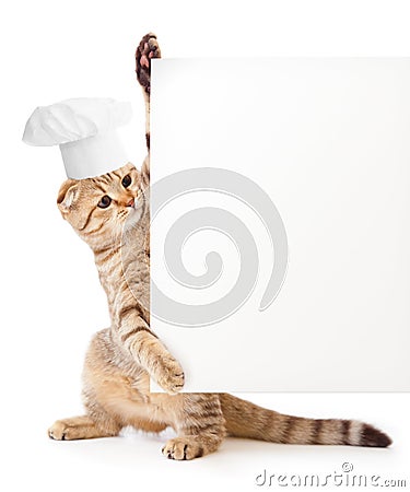 Funny kitten in cook hat holding menu blank Stock Photo