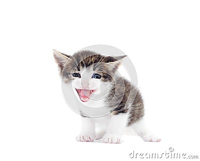 Funny kitten mewing Stock Photo